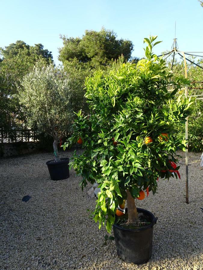 Casa Andaluz Holiday Villa Javea Dış mekan fotoğraf